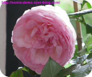 cadeau fete des meres 2010 fleur