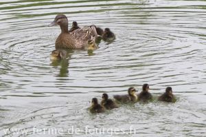 canetons et cane dans la mare