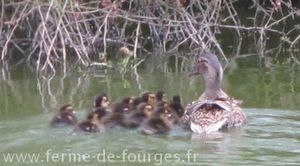 canetons partis se cacher