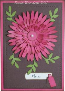 carte fleur daisy 4
