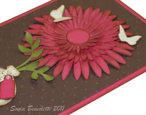 carte fleur daisy pots