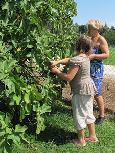 ceuillette de figues
