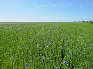 champ de lin normandie