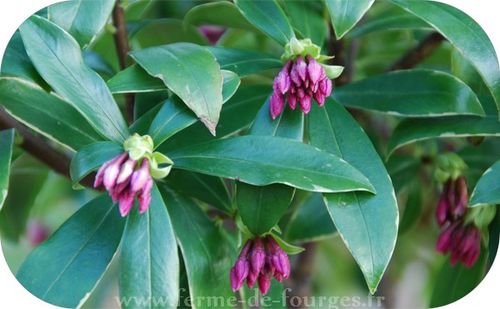 daphne-odorante.jpg