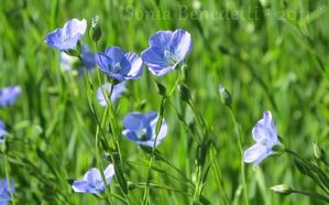 fleurs de lin