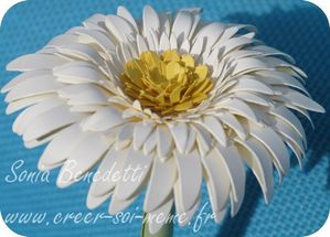 gerberat blanc coeur jaune