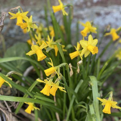 fleurs printemps ferme de fourges normandie vacances