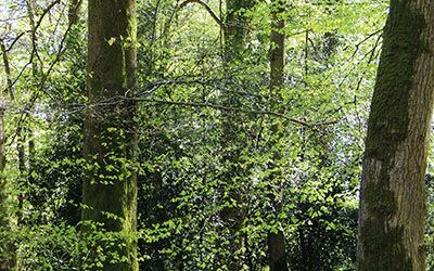 La forêt, un havre de paix pour se ressourcer