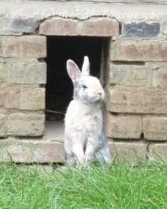 lapin-au-poulailler-a-fourges.jpg