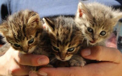 Un petit d’amour et de paix dans ce monde de brutes!