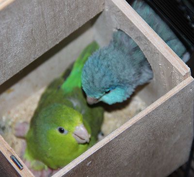 Blog Hop des Créatives: Pâques