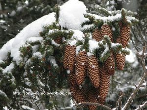 pomme pin sous neige