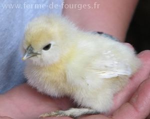 poussin ferme de fourges