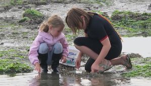 ramassage moule le portel