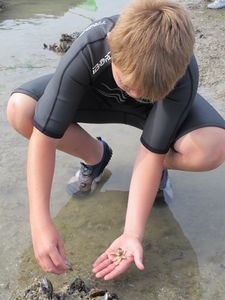 sauvetage etoile de mer